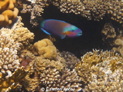 I'd followed this specific parrot fish for a couple of mi... by Carmen Arico 